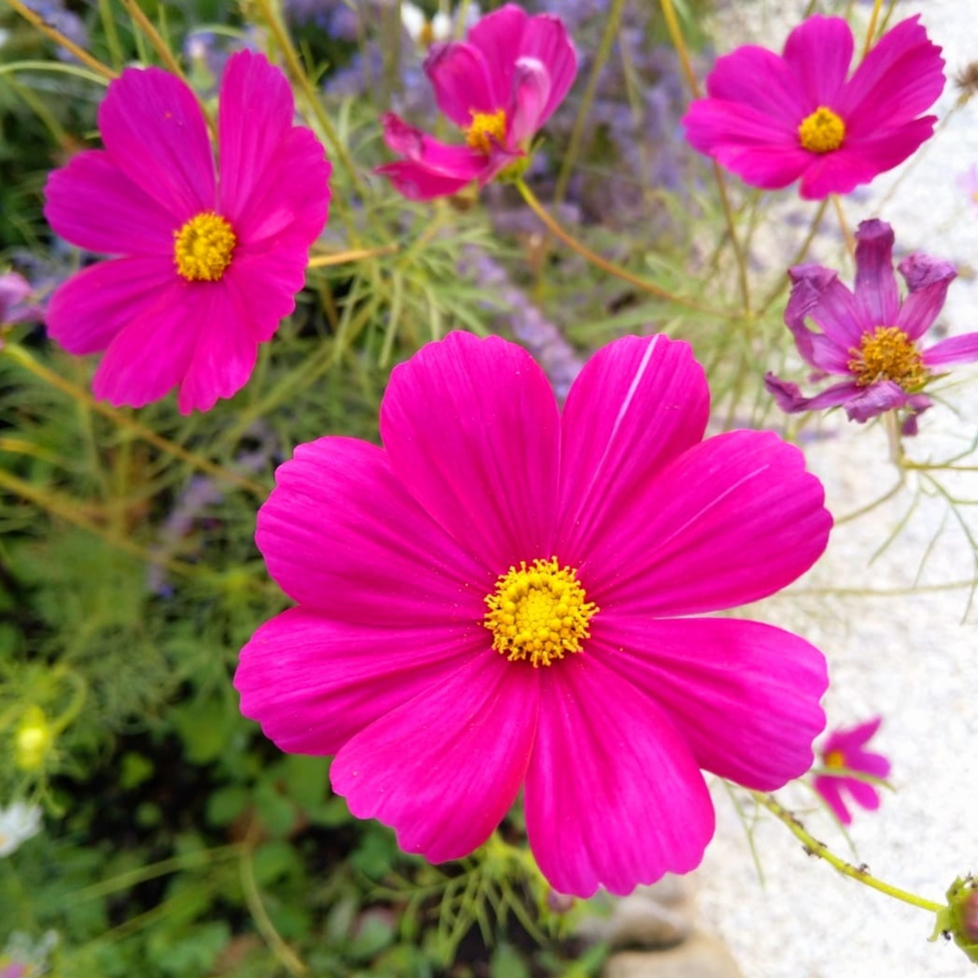 FUCSIA